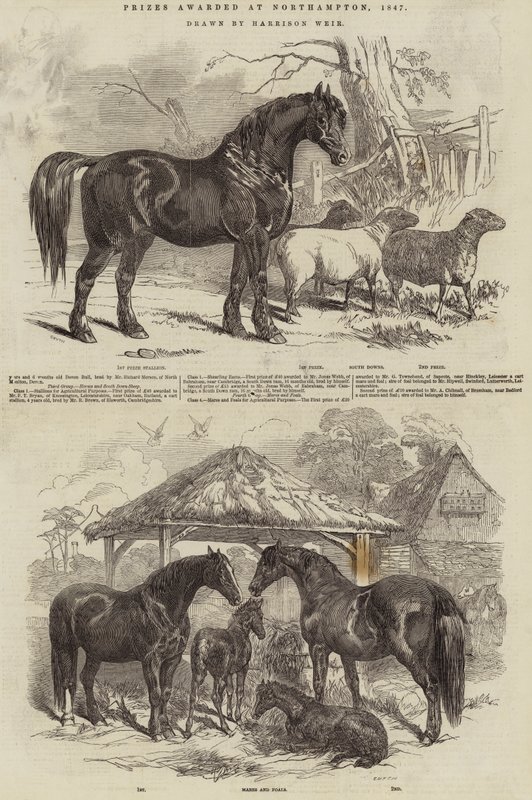Nagrody przyznane w Northampton, 1847 autorstwa Harrison William Weir