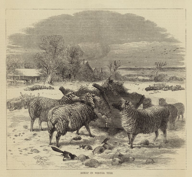 Owce w okresie zimowym autorstwa Harrison William Weir
