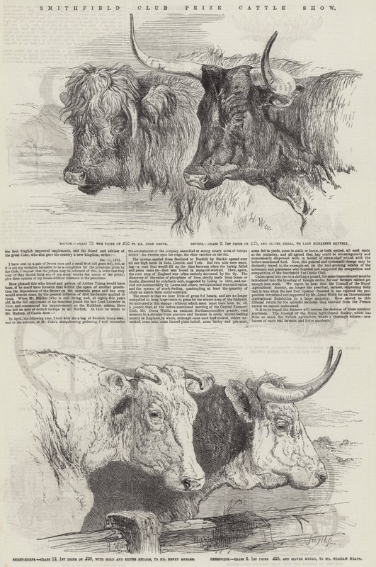 Wystawa bydła z nagrodami Klubu Smithfield autorstwa Harrison William Weir