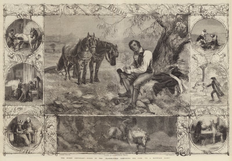 Stulecie oparzeń, oparzenia na polu, komponowanie Wiersz do górskiej stokrotki autorstwa Harrison William Weir