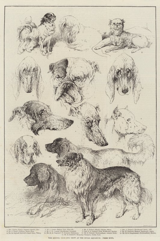 Klubowa Wystawa Kynologiczna w Royal Aquarium, Prize Dogs autorstwa Harrison William Weir