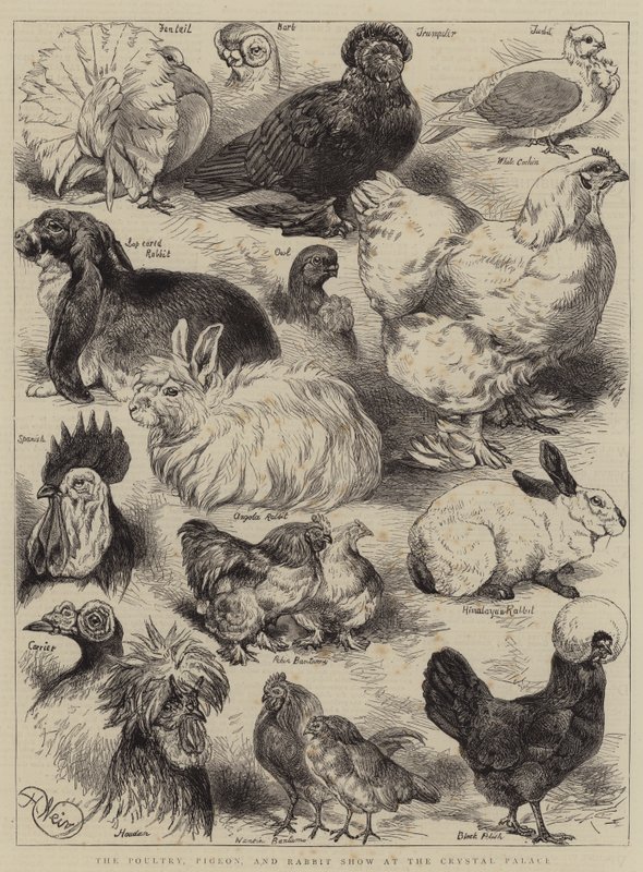 Pokaz drobiu, gołębi i królików w Crystal Palace autorstwa Harrison William Weir