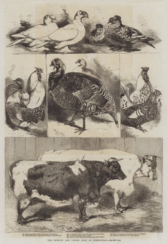 Wystawa drobiu i bydła w Birmingham autorstwa Harrison William Weir