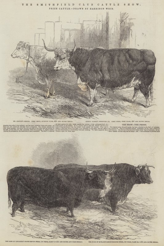 The Smithfield Club Cattle Show, Nagroda Bydła autorstwa Harrison William Weir