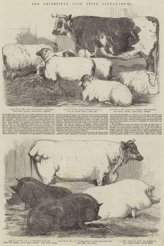Nagroda Klubu Smithfielda Cattle-Show autorstwa Harrison William Weir