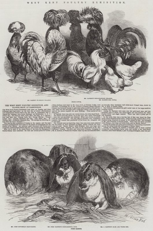 Wystawa drobiu w West Kent autorstwa Harrison William Weir