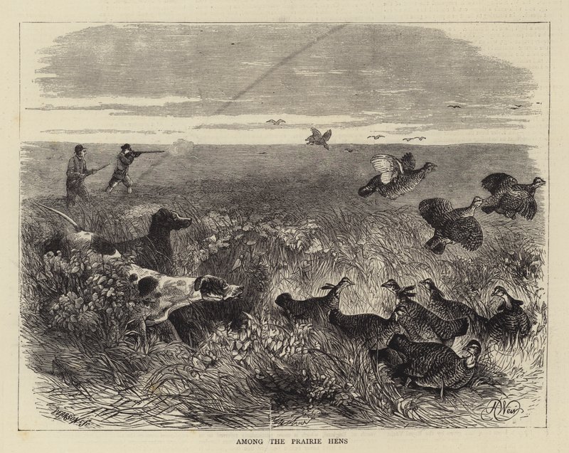 Wśród kur preriowych autorstwa Harrison William Weir