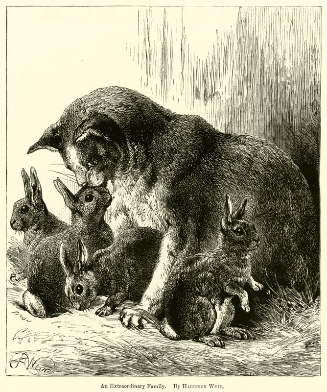 Niezwykła rodzina autorstwa Harrison William Weir