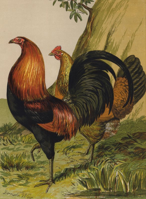 Dziczyzna Czerwona Czarna (chromolitho) autorstwa Harrison William Weir