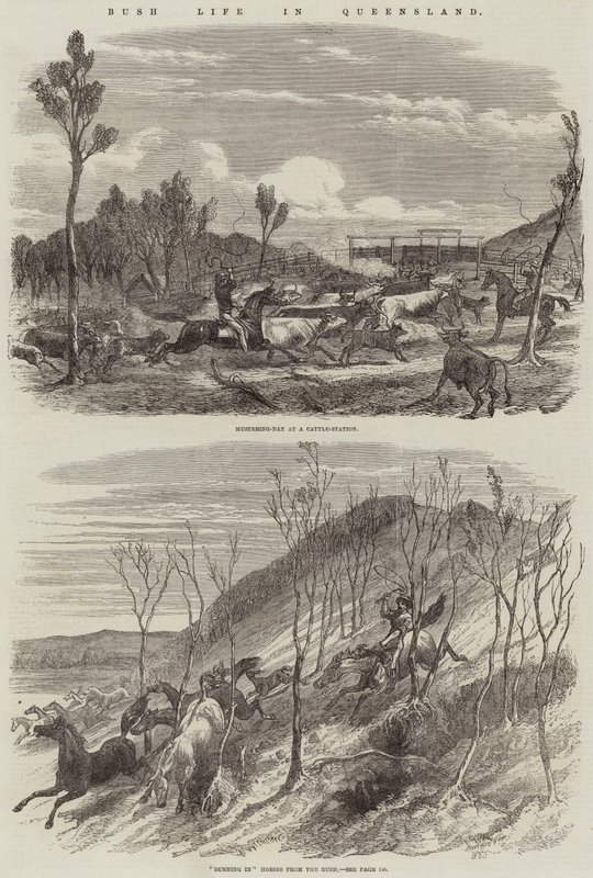 Życie w buszu w Queensland autorstwa Harrison William Weir