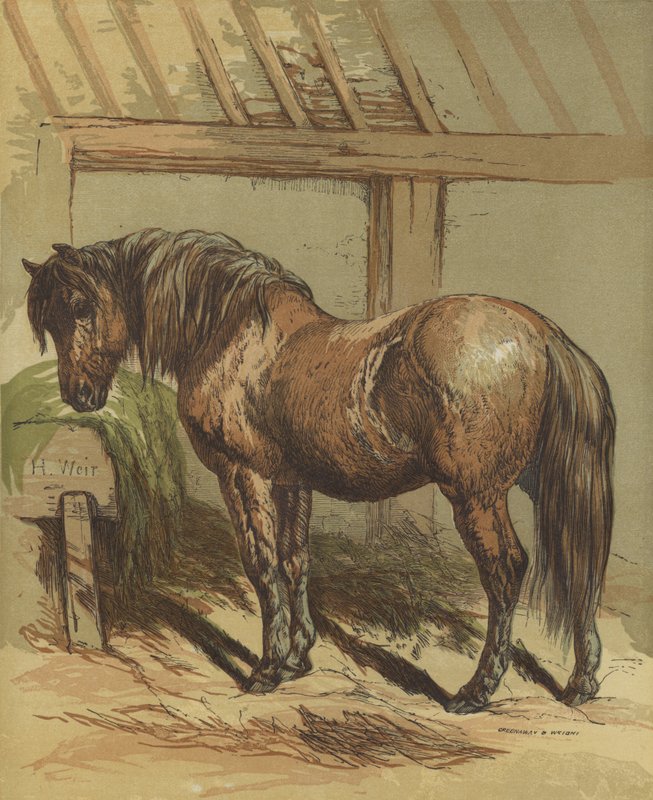 Charlie, koń autorstwa Harrison William Weir
