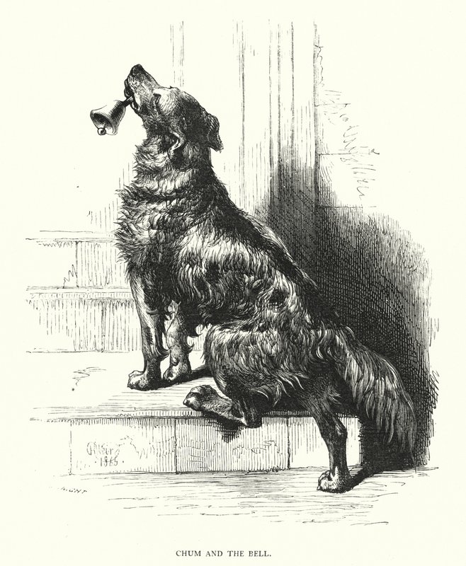 Kum i dzwonek (grawerunek) autorstwa Harrison William Weir