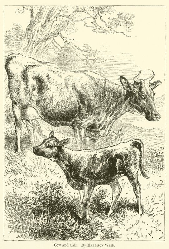 Krowa i Cielę autorstwa Harrison William Weir