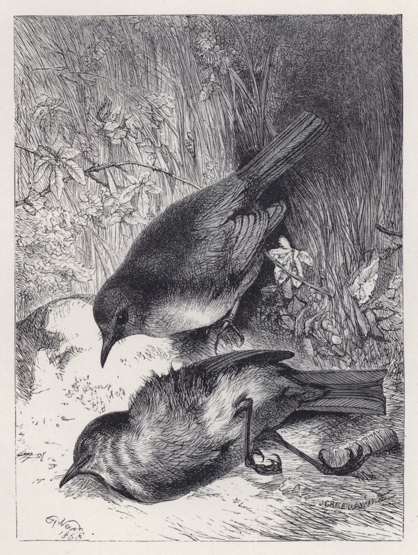 Śmierć kumpla Robina (grawerowanie) autorstwa Harrison William Weir