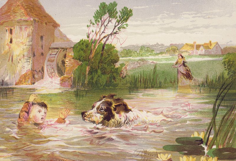 Pies ratujący życie Charleya (kolorowa litografia) autorstwa Harrison William Weir