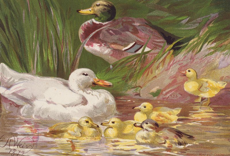 Kaczki i kaczątka (kolorowa litografia) autorstwa Harrison William Weir