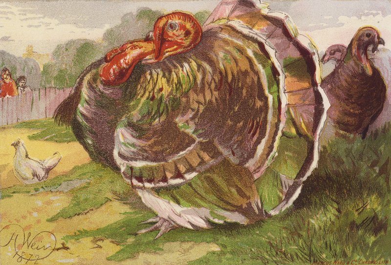 Rozwścieczony kogut (kolorowa litografia) autorstwa Harrison William Weir