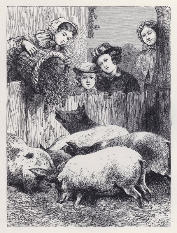 Karmienie świń (grawerowanie) autorstwa Harrison William Weir