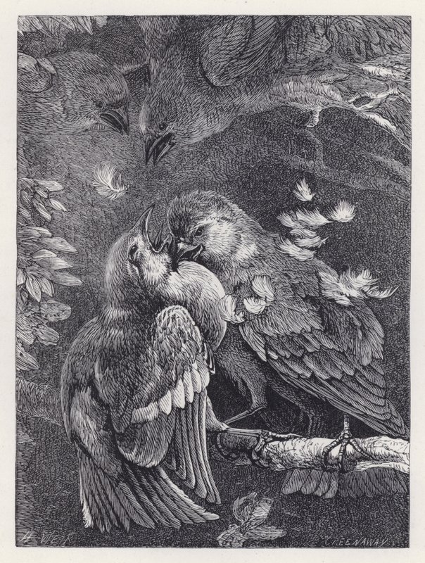 Walka między ziębą a wróblem (rycina) autorstwa Harrison William Weir
