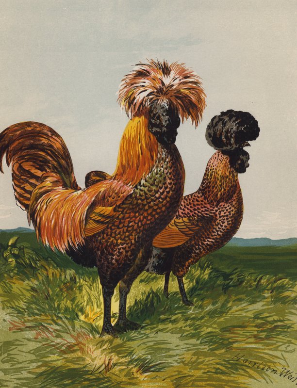 Polerowany Złocisty (chromolitho) autorstwa Harrison William Weir