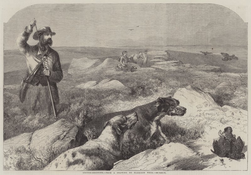 Strzelanie do cietrzew (grawerowanie) autorstwa Harrison William Weir