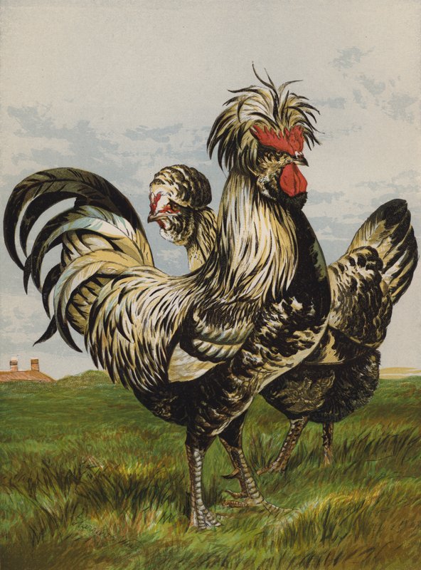 Houdanowie (chromolitho) autorstwa Harrison William Weir