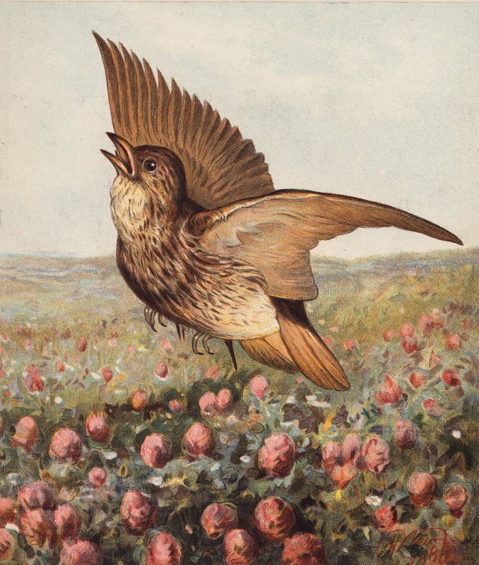 W koniczynie (kolorowa litografia) autorstwa Harrison William Weir