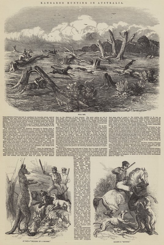 Polowanie na kangury w Australii autorstwa Harrison William Weir