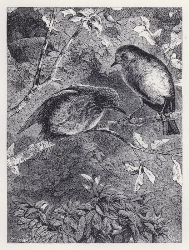 Nauka latania (grawerowanie) autorstwa Harrison William Weir