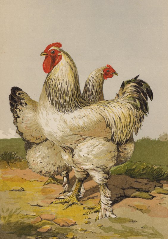 Lekcy brahmowie (chromolitho) autorstwa Harrison William Weir