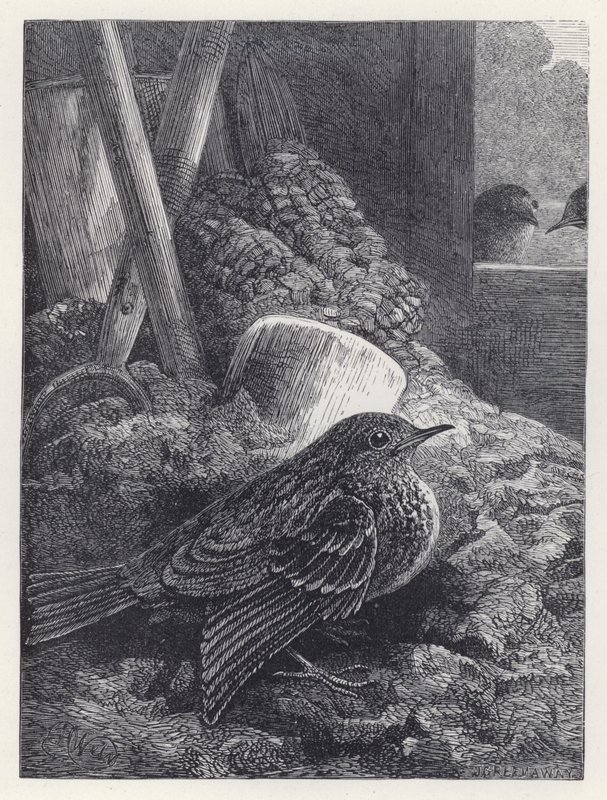 Mały Robin w bezpiecznym domu (grawerunek) autorstwa Harrison William Weir