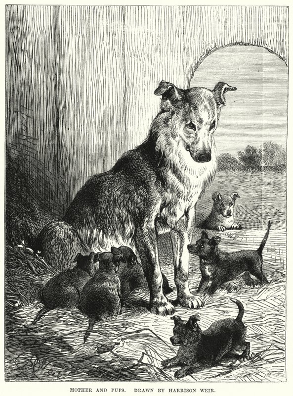 Matka i szczenięta (grawerunek) autorstwa Harrison William Weir