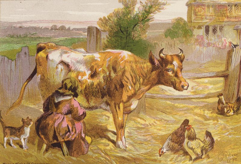 Stara Nancy dojąca krowę (kolorowa litografia) autorstwa Harrison William Weir