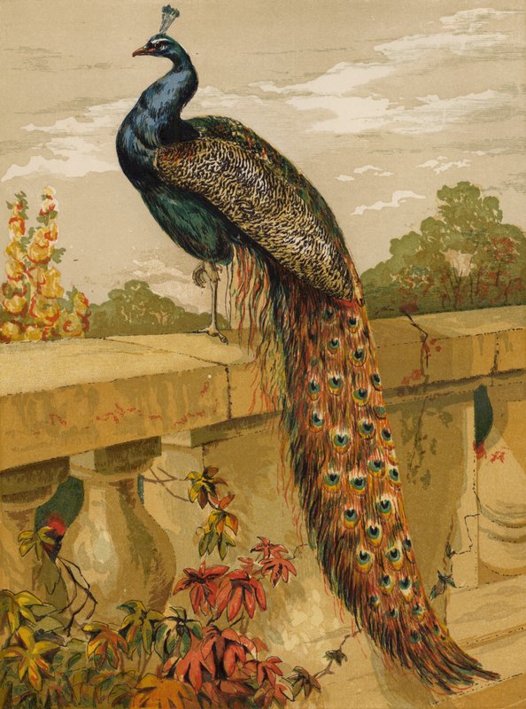 Paw (chromolitho) autorstwa Harrison William Weir
