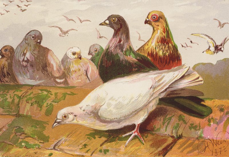 Gołębie (litografia kolorowa) autorstwa Harrison William Weir