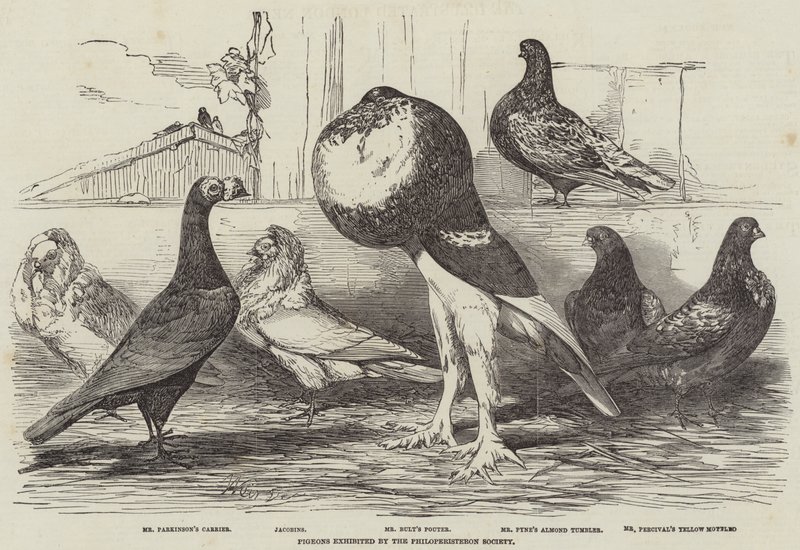 Gołębie wystawiane przez Stowarzyszenie Filoperisteron autorstwa Harrison William Weir
