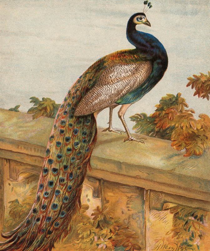 Duma w ogrodzie (kolorowa litografia) autorstwa Harrison William Weir