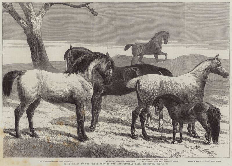 Nagrodzone konie na wystawie koni w Agricultural Hall, Islington autorstwa Harrison William Weir