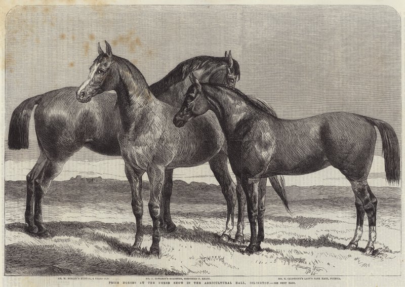 Nagrodzone konie na wystawie koni w Agricultural Hall, Islington autorstwa Harrison William Weir
