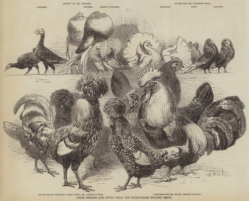 Nagrody Gołębie i Ptactwo z Birmingham Poultry Show autorstwa Harrison William Weir