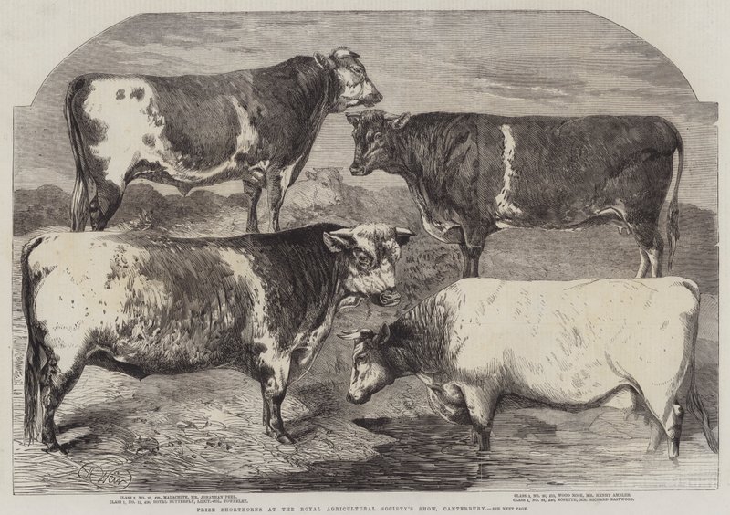 Nagroda Shorthorns na Royal Agricultural Society