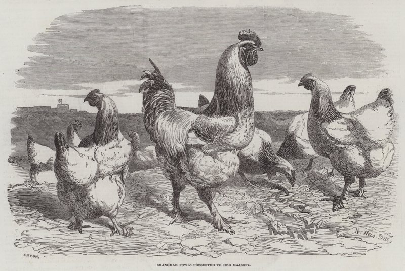 Shanghae Fowls przedstawione Jej Królewskiej Mości autorstwa Harrison William Weir