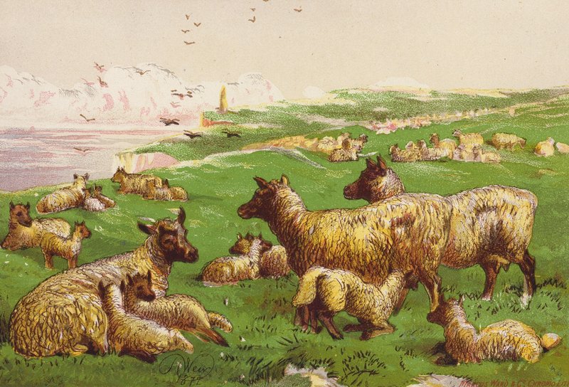 Owce na brzegu morza (kolorowa litografia) autorstwa Harrison William Weir