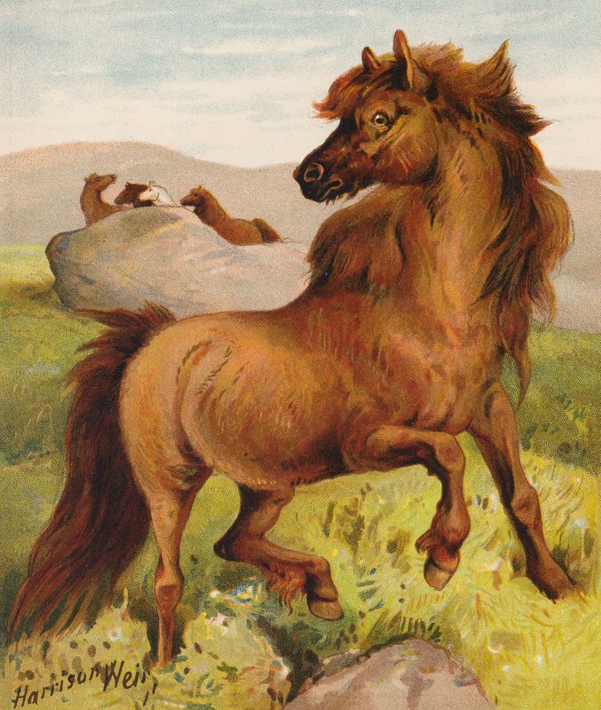 Kuce szetlandzkie (kolorowa litografia) autorstwa Harrison William Weir