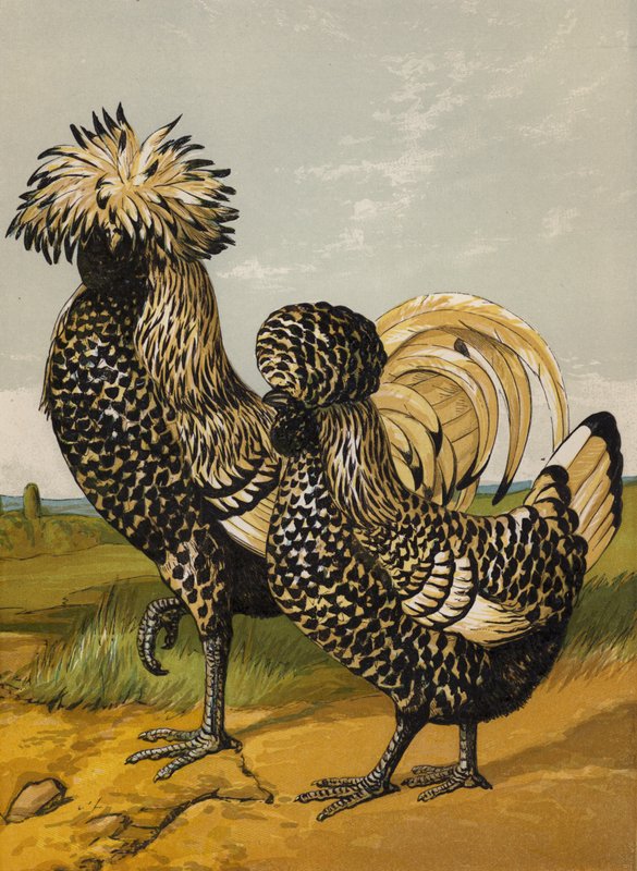 Srebrny polski (chromolitho) autorstwa Harrison William Weir
