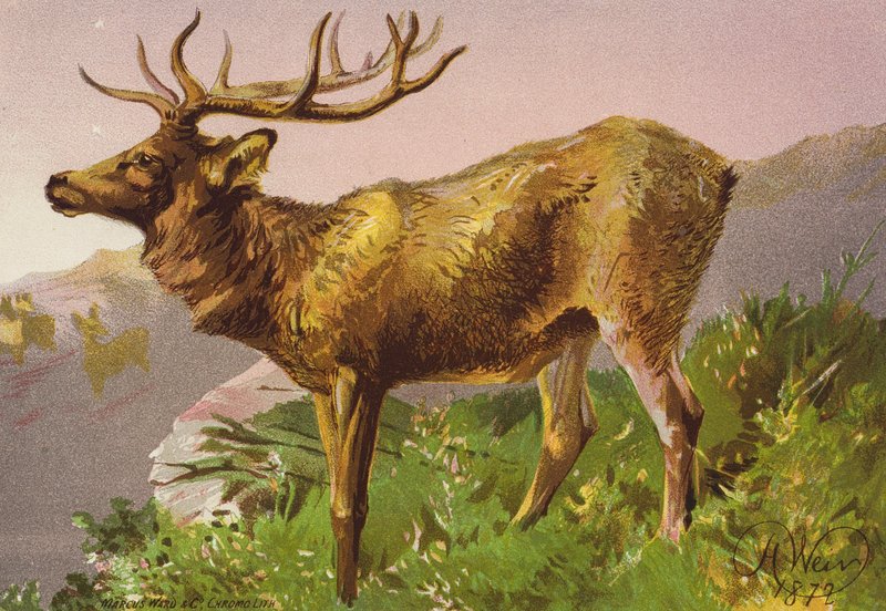 Zaskoczony jeleń (kolorowa litografia) autorstwa Harrison William Weir