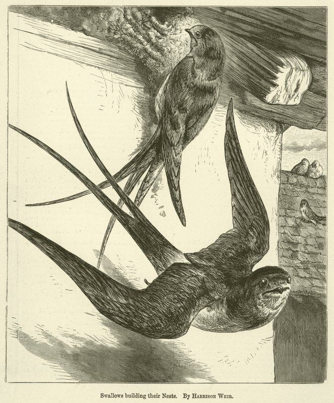 Jaskółki budujące swoje gniazda autorstwa Harrison William Weir