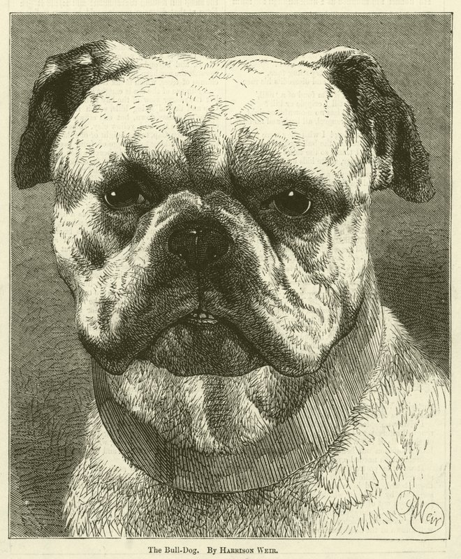 Bull-Dog autorstwa Harrison William Weir