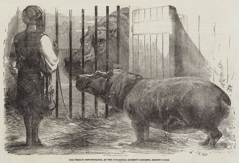 Hipopotam żeński w ogrodzie Towarzystwa Zoologicznego, Regent