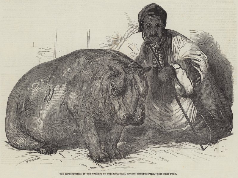 Hipopotam, w ogrodach Towarzystwa Zoologicznego, Regent